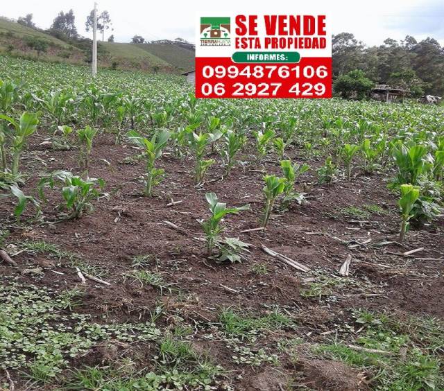 VENDO PROPIEDAD DE 6500M2 TOTALMENTE TRACTORABLE