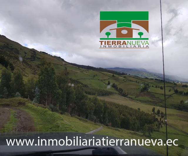 VENTA 7 HECTAREAS DE BOSQUE EN PESILLO – CAYAMBE