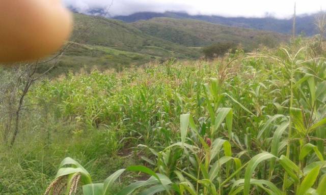 VENDO TERRENO EN SAN JOSÈ DE CEIBOPAMBA