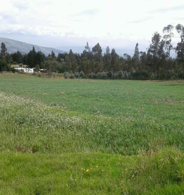 Terreno de 14 hectáreas de venta en Pifo