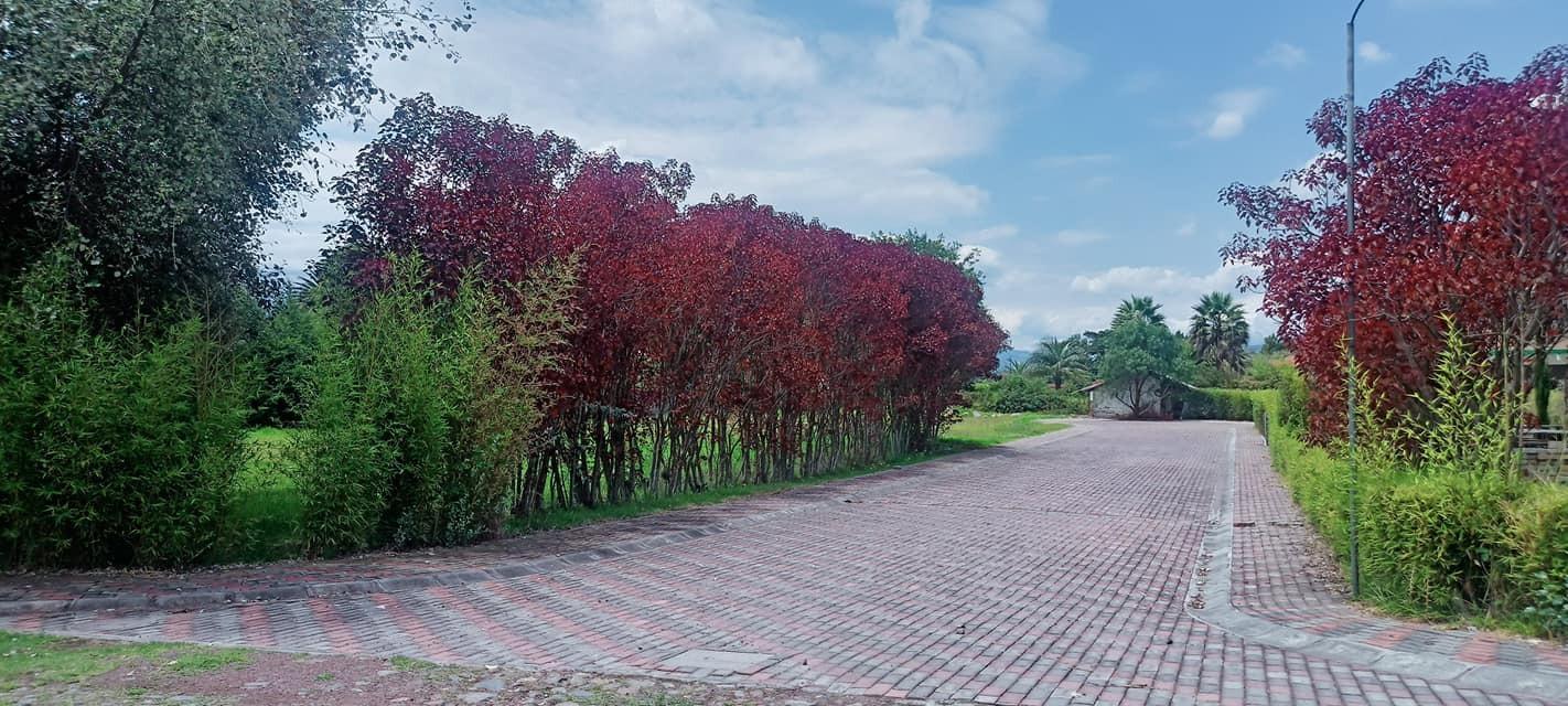 TERRENO  ESQUINERO EN VENTA RODEADO DE NATURALEZA DENTRO DE URBANIZACIÓN EN LA ARMENIA