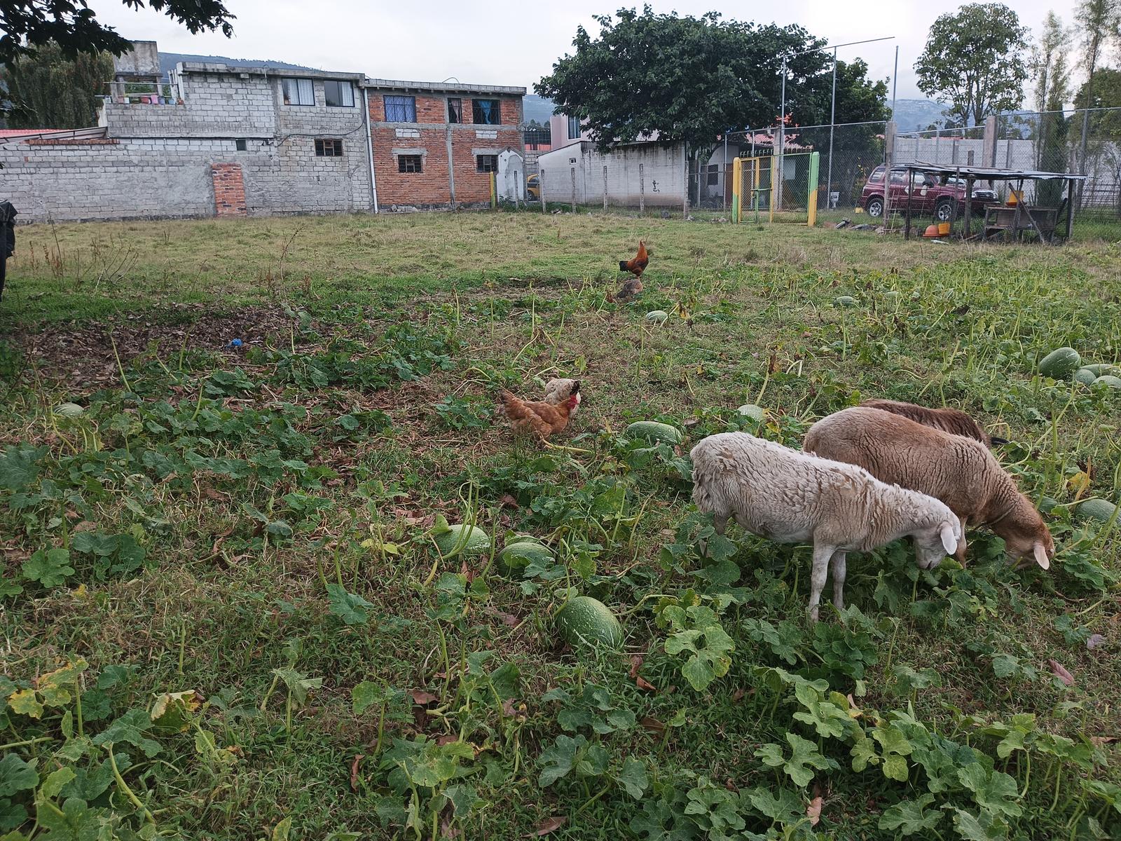 Terreno en venta sector los cuarteles, Amaguaña