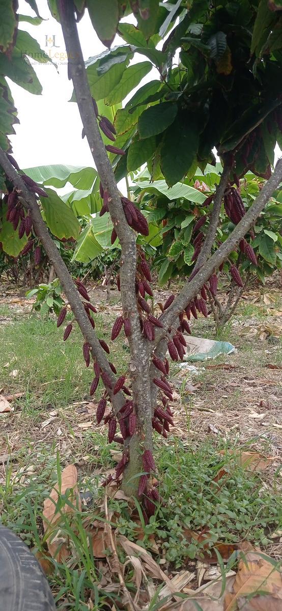 Venta de Finca de Caña de Azúcar y Cacao en Naranjal AA