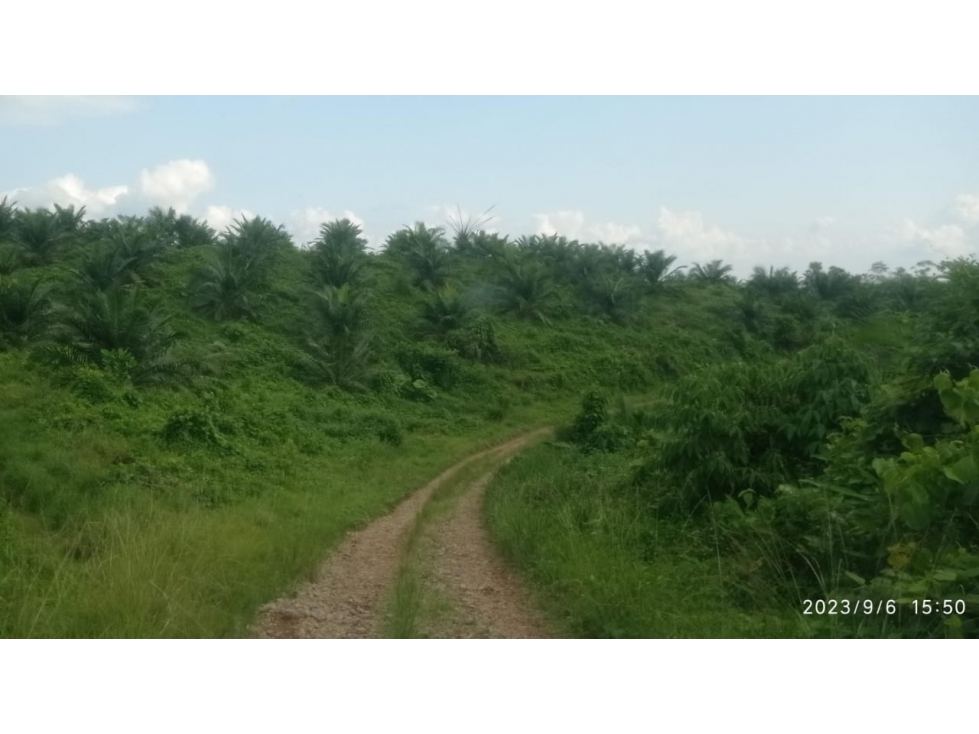 $350mil hermosa hacienda en La Abundancia, Puerto Quito Área 40has